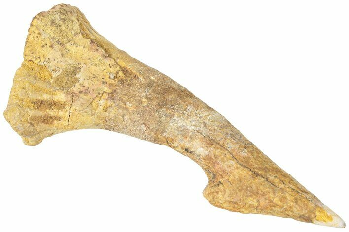 Bargain, Fossil Sawfish (Onchopristis) Rostral Barb - Morocco #311218